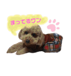 トイプードルめろんのスタンプ1（個別スタンプ：24）