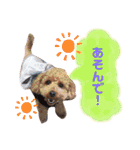トイプードルめろんのスタンプ1（個別スタンプ：25）