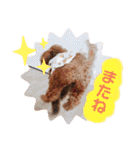 トイプードルめろんのスタンプ1（個別スタンプ：27）