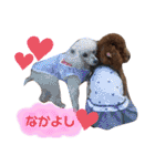 トイプードルめろんのスタンプ1（個別スタンプ：28）