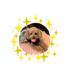 トイプードルめろんのスタンプ1（個別スタンプ：32）