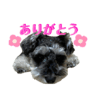 ミニシュナ★メイのスタンプ6見やすい編（個別スタンプ：1）