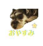 ミニシュナ★メイのスタンプ6見やすい編（個別スタンプ：26）