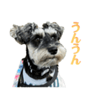 ミニシュナ★メイのスタンプ6見やすい編（個別スタンプ：31）
