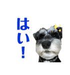 ミニシュナ★メイのスタンプ6見やすい編（個別スタンプ：32）