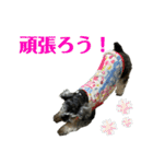 ミニシュナ★メイのスタンプ6見やすい編（個別スタンプ：37）