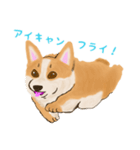 コーギー＆ブライト（個別スタンプ：5）