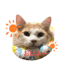 まいにち、ししゃも（個別スタンプ：1）