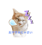 まいにち、ししゃも（個別スタンプ：2）