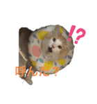 まいにち、ししゃも（個別スタンプ：3）