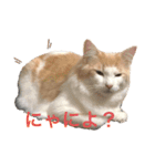 まいにち、ししゃも（個別スタンプ：4）