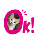 まいにち、ししゃも（個別スタンプ：7）