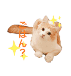 まいにち、ししゃも（個別スタンプ：9）