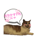 まいにち、ししゃも（個別スタンプ：10）