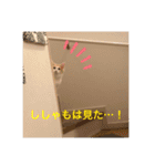 まいにち、ししゃも（個別スタンプ：11）