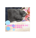 まいにち、ししゃも（個別スタンプ：12）