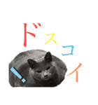 まいにち、ししゃも（個別スタンプ：13）