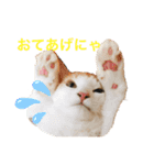 まいにち、ししゃも（個別スタンプ：14）