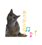 まいにち、ししゃも（個別スタンプ：15）