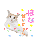まいにち、ししゃも（個別スタンプ：16）