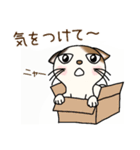 隣家の三毛猫（個別スタンプ：17）