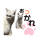 気まぐれにゃあ子（個別スタンプ：4）