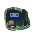 動物スタンプ               笑える 可愛い（個別スタンプ：7）