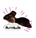 愛犬の会話(ホワイトチョコ)（個別スタンプ：1）