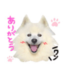 愛犬の会話(ホワイトチョコ)（個別スタンプ：2）