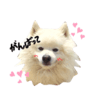 愛犬の会話(ホワイトチョコ)（個別スタンプ：3）