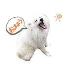 愛犬の会話(ホワイトチョコ)（個別スタンプ：4）