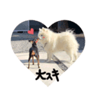 愛犬の会話(ホワイトチョコ)（個別スタンプ：5）