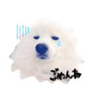 愛犬の会話(ホワイトチョコ)（個別スタンプ：6）