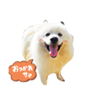 愛犬の会話(ホワイトチョコ)（個別スタンプ：7）