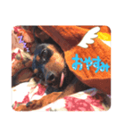 愛犬の会話(ホワイトチョコ)（個別スタンプ：8）
