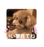 Moka＆Koo感染予防スタンプ①（個別スタンプ：4）