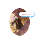 はな坊の一日（個別スタンプ：14）