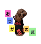 うちの可愛いモカちゃん（個別スタンプ：1）