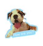 English Bulldog とうふ スタンプ（個別スタンプ：1）