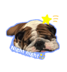 English Bulldog とうふ スタンプ（個別スタンプ：2）