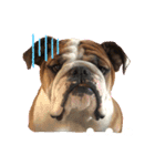 English Bulldog とうふ スタンプ（個別スタンプ：3）