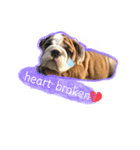English Bulldog とうふ スタンプ（個別スタンプ：4）