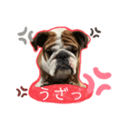 English Bulldog とうふ スタンプ（個別スタンプ：5）