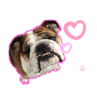 English Bulldog とうふ スタンプ（個別スタンプ：6）