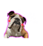 English Bulldog とうふ スタンプ（個別スタンプ：8）