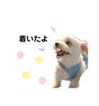 ちゅらとちわ。（個別スタンプ：11）