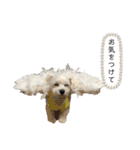 ちゅらとちわ。（個別スタンプ：19）