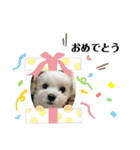 ちゅらとちわ。（個別スタンプ：40）