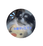 チワワとスコティッシュ君（個別スタンプ：1）