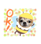チワワとスコティッシュ君（個別スタンプ：3）